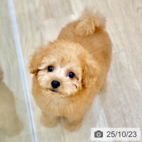 トイ・プードルの写真