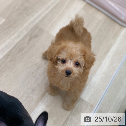 トイ・プードルの写真