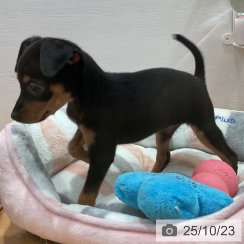 ミニチュア・ピンシャーの写真