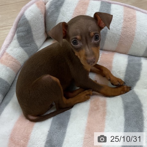 ミニチュア・ピンシャーの写真