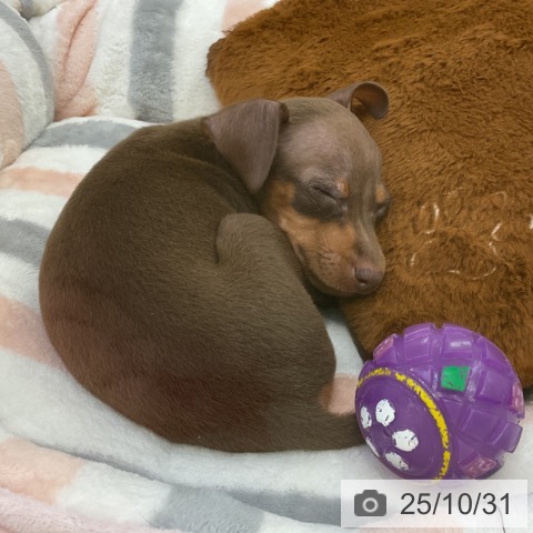 ミニチュア・ピンシャーの写真