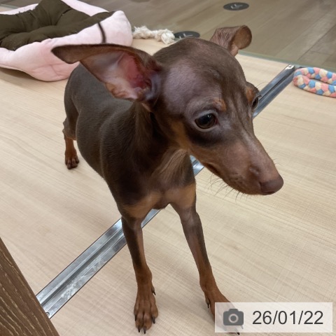 ミニチュア・ピンシャーの写真