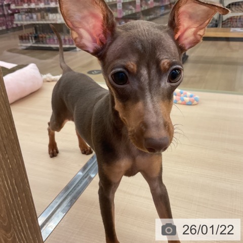 ミニチュア・ピンシャーの写真