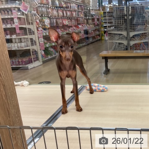 ミニチュア・ピンシャーの写真