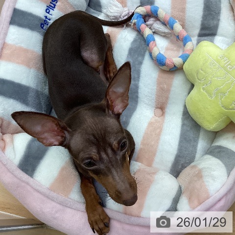 ミニチュア・ピンシャーの写真