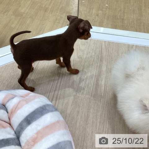 ミニチュア・ピンシャーの写真
