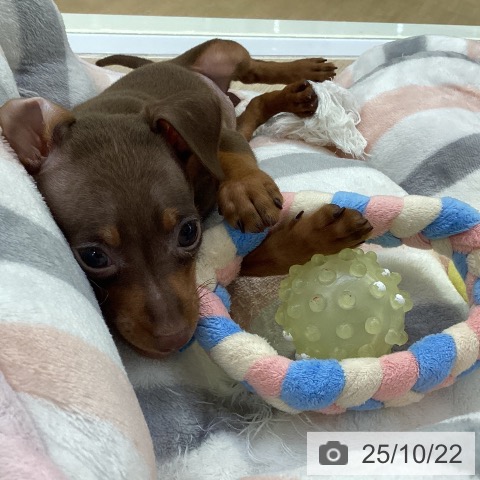 ミニチュア・ピンシャーの写真