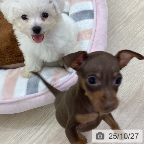 三重県のミニチュアピンシャー (ペッツワン 桑名店/2025年8月22日生まれ/女の子/チョコレートタン)の子犬の4枚目の画像
