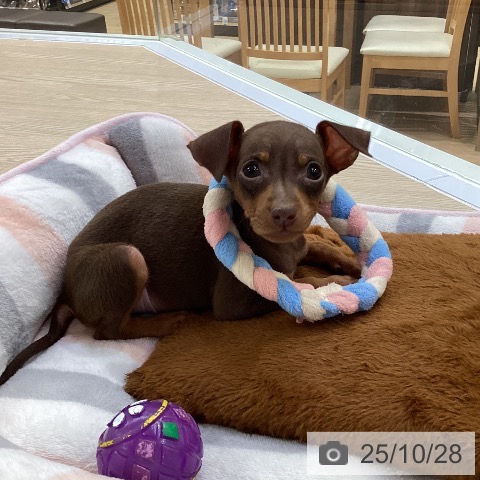 三重県のミニチュアピンシャー (ペッツワン 桑名店/2025年8月22日生まれ/女の子/チョコレートタン)の子犬の3枚目の画像