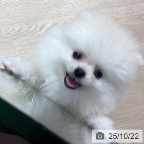 ポメラニアンの写真