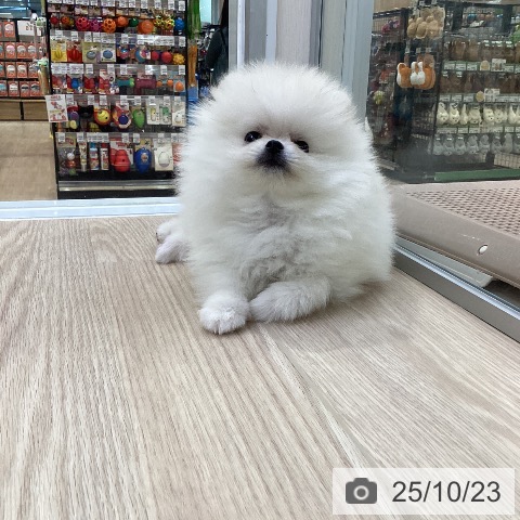 ポメラニアンの写真