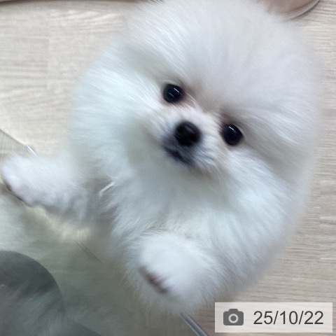 ポメラニアンの写真