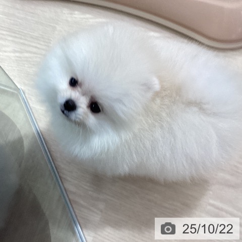 ポメラニアンの写真