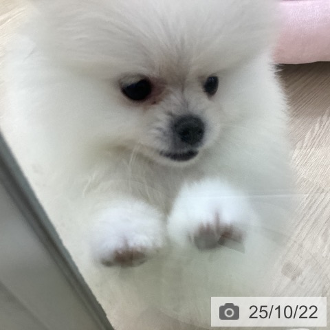 ポメラニアンの写真