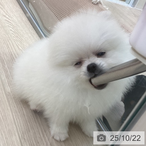 ポメラニアンの写真