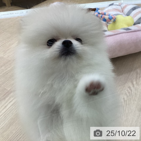 ポメラニアンの写真