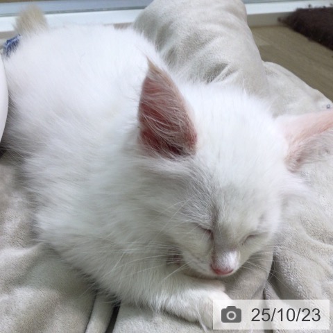 メインクーンの写真