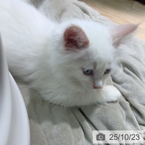 メインクーンの写真