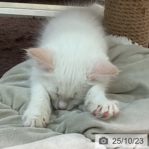 メインクーンの写真