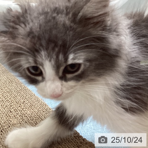 ノルウェージャンフォレストキャットの写真