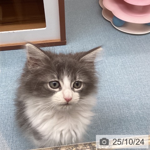 ノルウェージャンフォレストキャットの写真