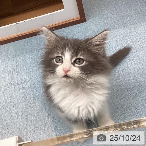 ノルウェージャンフォレストキャットの写真