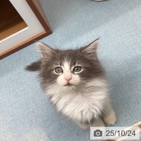 ノルウェージャンフォレストキャットの写真