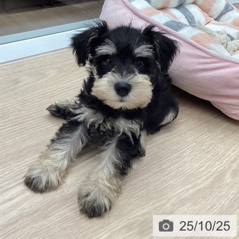 ミニチュア・シュナウザーの写真