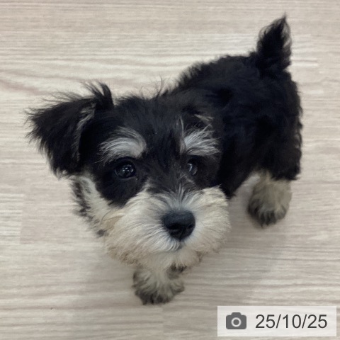 ミニチュア・シュナウザーの写真