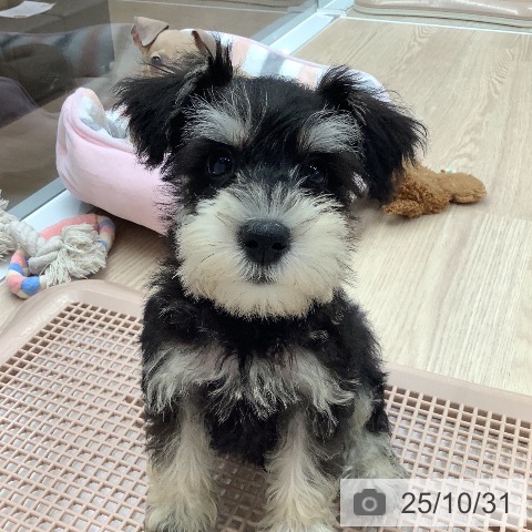 ミニチュア・シュナウザーの写真