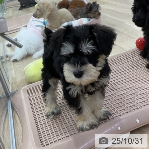 ミニチュア・シュナウザーの写真