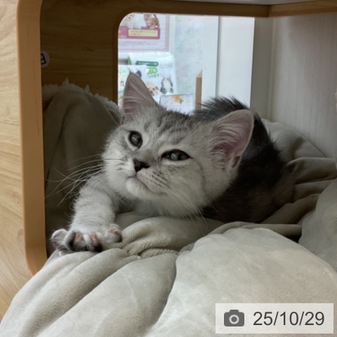 ミヌエットの写真