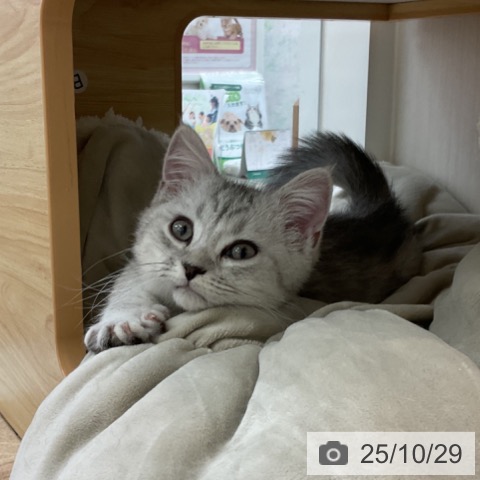 ミヌエットの写真