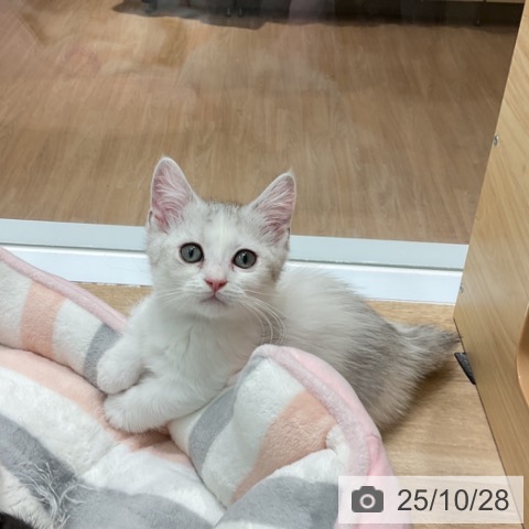 ミヌエットの写真