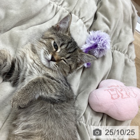 ミヌエットの写真