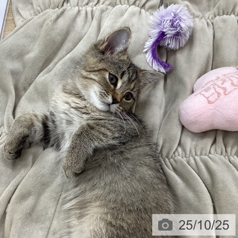 ミヌエットの写真