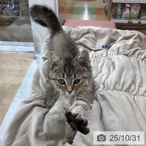 愛知県のミヌエット (ペットプラス 東浦店/2025年8月10日生まれ/女の子/ブラウンタビー)の子猫の4枚目の画像