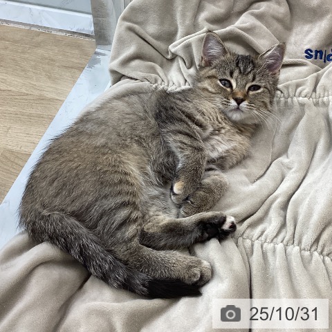 愛知県のミヌエット (ペットプラス 東浦店/2025年8月10日生まれ/女の子/ブラウンタビー)の子猫の3枚目の画像