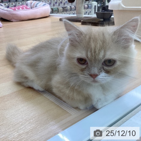 マンチカンの写真