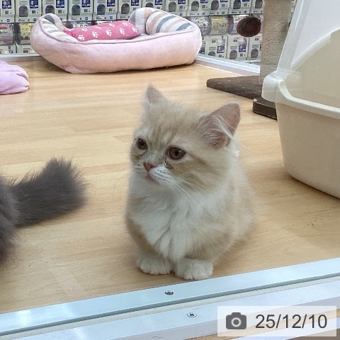 マンチカンの写真