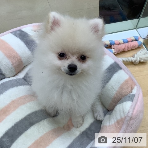 愛知県のポメラニアン (ペットプラス 豊橋牧野店/2025年8月24日生まれ/女の子/クリーム)の子犬の4枚目の画像