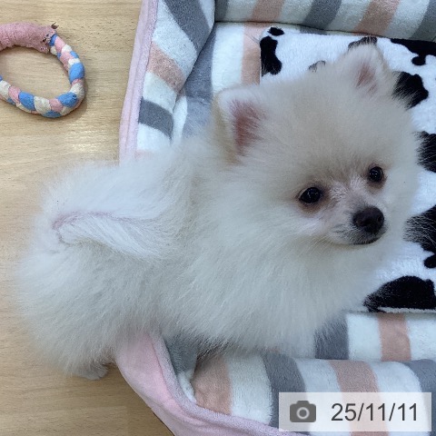 愛知県のポメラニアン (ペットプラス 豊橋牧野店/2025年8月24日生まれ/女の子/クリーム)の子犬の3枚目の画像