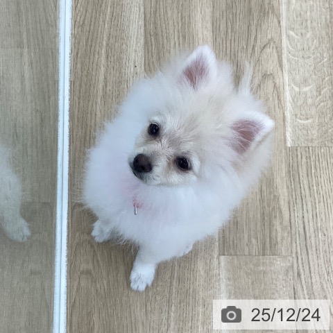 愛知県のポメラニアン (ペットプラス 豊橋牧野店/2025年8月24日生まれ/女の子/クリーム)の子犬の3枚目の画像