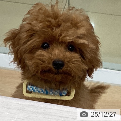 トイ・プードルの写真