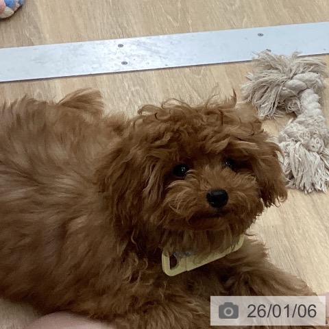 トイ・プードルの写真