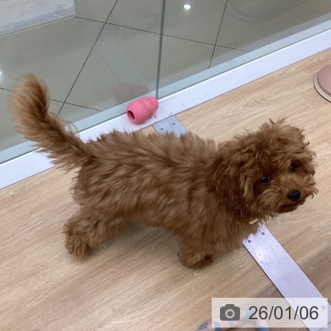 トイ・プードルの写真