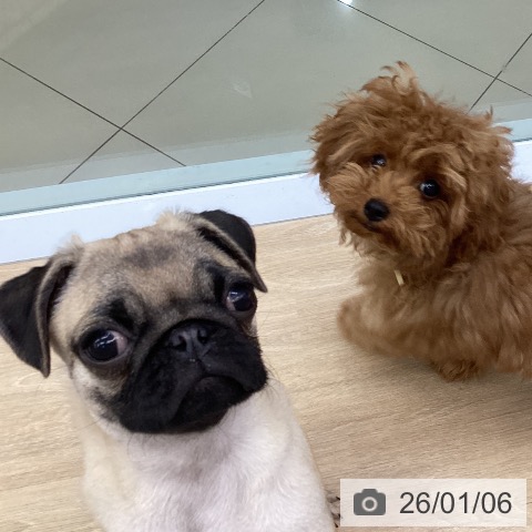 トイ・プードルの写真