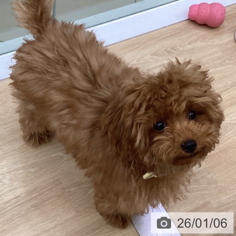 トイ・プードルの写真