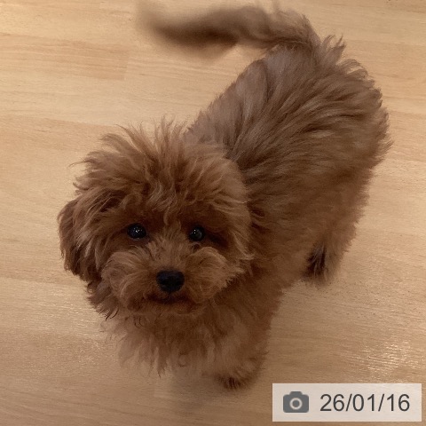 トイ・プードルの写真