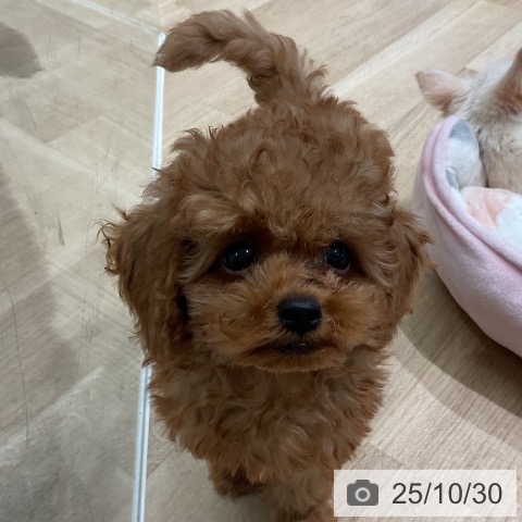 三重県のトイプードル(トイ) (ペットプラス 四日市泊店/2025年8月21日生まれ/男の子/レッド)の子犬の4枚目の画像